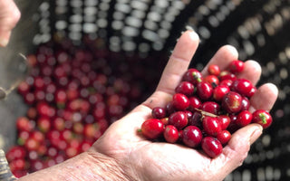 Who Grows our Coffee? The Red Associations, Colombia
