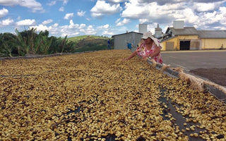 Who grows our coffee? Minasul, Brazil