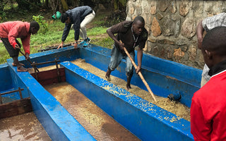 A guide to coffee processing methods