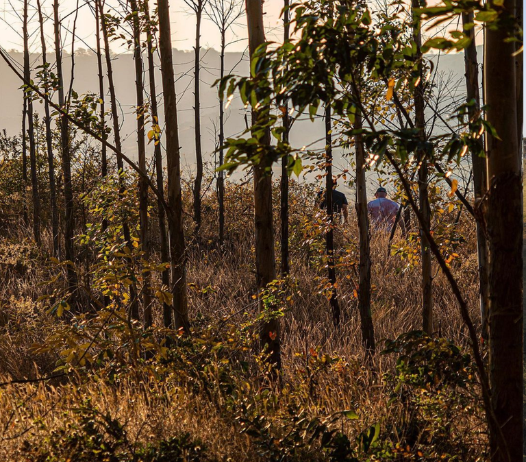 Shade grown coffee